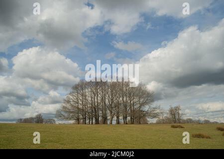 Collection ou groupe de Castanea sativa, arbres de châtaignier doux sur la crête à un sommet de hilalock Banque D'Images