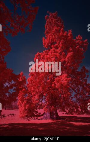 Wellingtonia arbre reflétant la chaleur des feuilles et des chloroplastes absorbant l'énergie pour la photosynthèse comme vu dans l'infrarouge et les fausses couleurs modifiées Banque D'Images