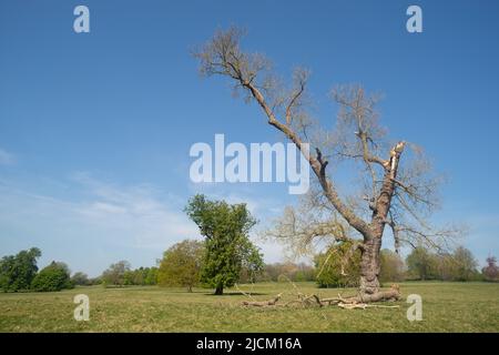 Vieux chêne commun mature, Quercus robur, déchiré en dehors des vents forts de la tempête Eunice, février 18th 2022 Banque D'Images