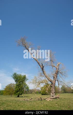 Vieux chêne commun mature, Quercus robur, déchiré en dehors des vents forts de la tempête Eunice, février 18th 2022 Banque D'Images