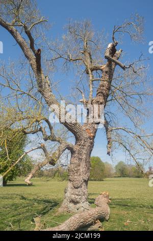 Vieux chêne commun mature, Quercus robur, déchiré en dehors des vents forts de la tempête Eunice, février 18th 2022 Banque D'Images