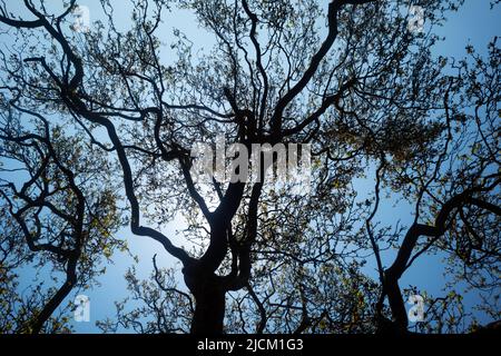 En regardant les branches entrelacés de l'avion de Londres, Platanus hispanica, dans la campagne où il n'a pas été élagué Banque D'Images