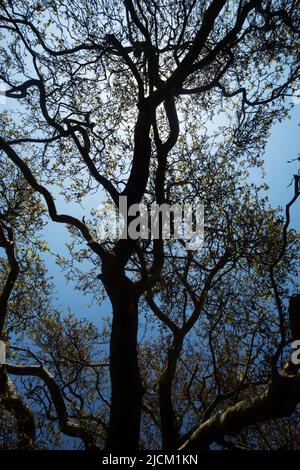 En regardant les branches entrelacés de l'avion de Londres, Platanus hispanica, dans la campagne où il n'a pas été élagué Banque D'Images