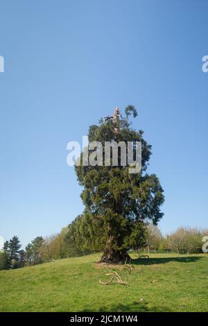 Les arbres Wellingtonia les plus hauts arbres se démarquent et sont sujets aux dommages causés par les tempêtes ou aux éclairs où le sommet a été brisé contre la cime de la pointe endommagée par les tempêtes Banque D'Images