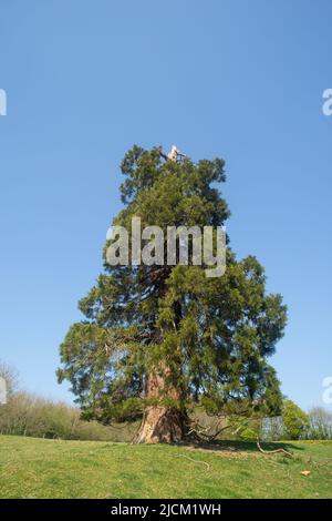 Les arbres Wellingtonia les plus hauts arbres se démarquent et sont sujets aux dommages causés par les tempêtes ou aux éclairs où le sommet a été brisé contre la cime de la pointe endommagée par les tempêtes Banque D'Images