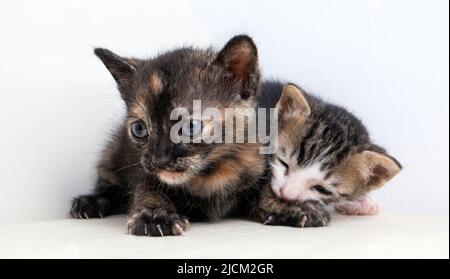portrait de deux petits chatons mongrel sur fond blanc Banque D'Images