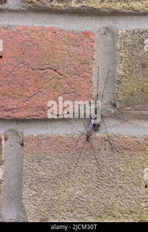 Différence morphologique de taille de deux mouches de grue communes Tipula rufina accouplement collé ensemble sur mur de brique, mouche non piquant Banque D'Images