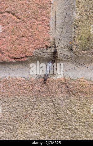 Différence morphologique de taille de deux mouches de grue communes Tipula rufina accouplement collé ensemble sur mur de brique, mouche non piquant Banque D'Images