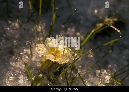 La poussière soudaine de la grêle et de la neige au début du printemps laisse de l'herbe et des primrosiers Primula vulgaris ramper à travers la chute de neige Banque D'Images