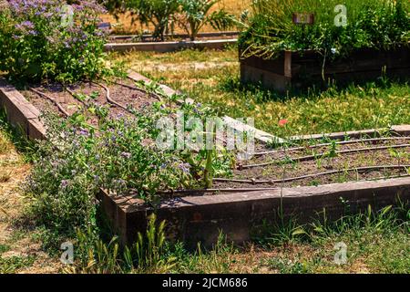 variété de plantes irriguées avec irrigation goutte à goutte dans une pépinière Banque D'Images