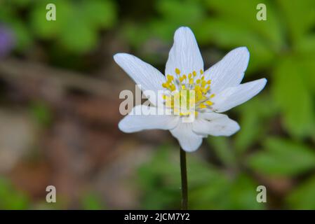 Anemonoides nemorosa floraison au début du printemps Banque D'Images