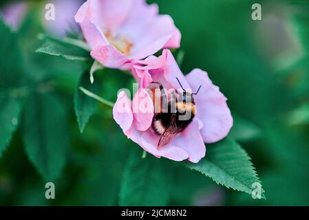 Le bourdon recueille le pollen dans les hanches roses, macro, gros plan. Banque D'Images