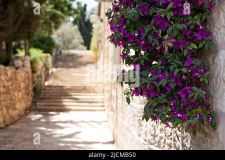 Fleurs de bougainvilliers accrochées à l'ancien mur de pierre avec des marches de pierre floues sur le fond Banque D'Images