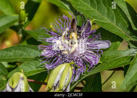 Une abeille dans la fleur de passion pourpre entièrement ouverte couverte et collectant le pollen de l'intérieur du milieu de la fleur lors d'une journée ensoleillée en somme Banque D'Images