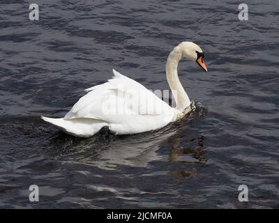 Un stylo Mute Swan, nageant contre le courant de la rivière. Ses plumes blanches contrastant avec l'eau ondulée de couleur sombre lors d'une journée ensoleillée. Banque D'Images