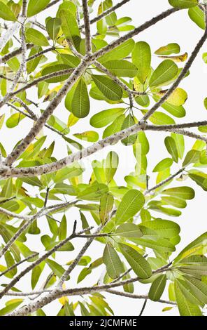 Feuilles vertes et branches sur un arbre, Aturuwella, Bentota, Sri Lanka. Banque D'Images