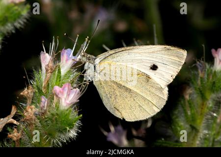 Izmir City Forest est comme les poumons de la ville dans la ville.Cabbage blanc papillon reposant sur une fleur Banque D'Images