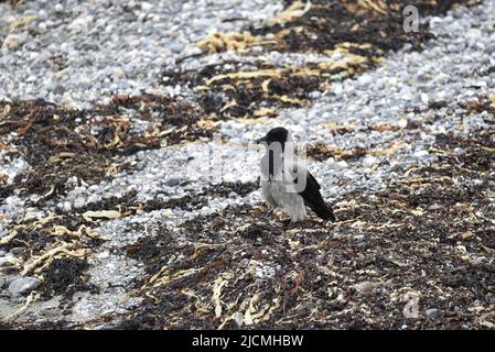 Crow à capuchon (Corvus cornix), premier plan à droite debout de l'image, en profil à gauche, sur une rocheuse, Shingle Beach à Port St. Mary, île de Man, Royaume-Uni en mai Banque D'Images