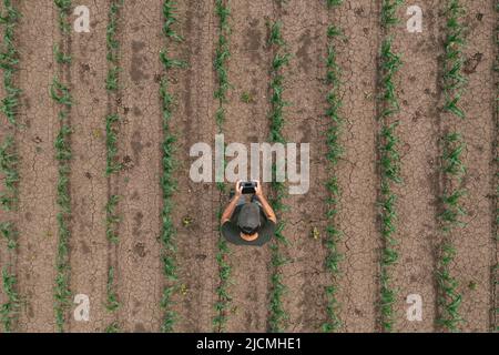 Vue aérienne d'un travailleur agricole utilisant un drone dans un champ de culture de maïs cultivé, drone pov directement au-dessus Banque D'Images