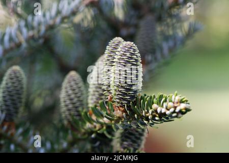 Jeune cône femelle d'épinette de koreana ordinaire, ses écailles s'ouvrent avec enthousiasme en prévision du pollen Banque D'Images