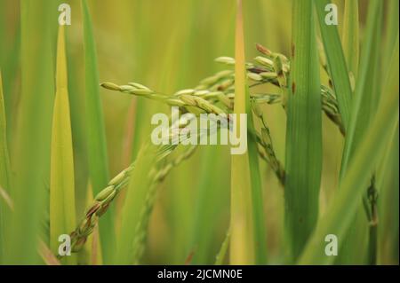 Province de montagne, Philippines : gros plan d'une tige de riz, un produit agricole et un aliment de base partout dans le monde, dans un champ de riz à Sagada. Banque D'Images