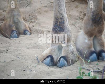Indian Camel orteil cheveux gros plan Banque D'Images