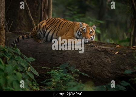 Tigress sauvage reposant sur un tronc d'arbre tombé au parc national Jim Corbett, Uttarakhand, Inde Banque D'Images