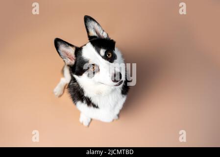 Galloise Corgi Pembroke chien de race noir, brun clair et blanc sur fond de bronzage vide Banque D'Images