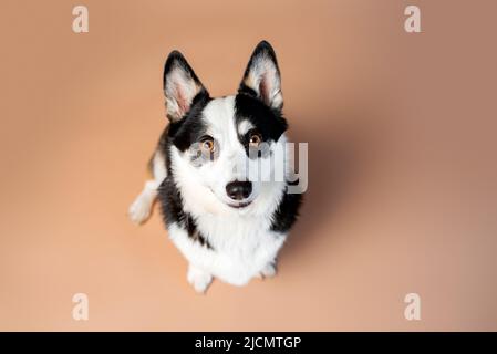 Galloise Corgi Pembroke chien de race noir, brun clair et blanc sur fond de bronzage vide Banque D'Images