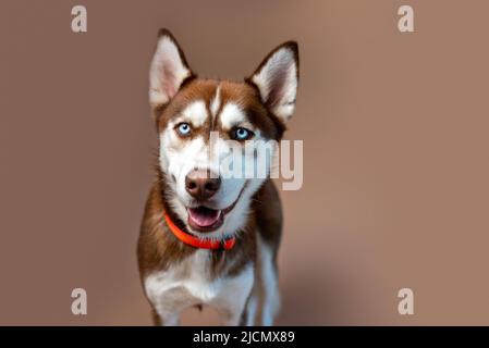 Chien Husky rouge sur fond de bronzage, photo en studio d'un chiot Husky sibérien. Banque D'Images