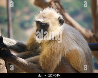 Singe langur gris également connu sous le nom de langurs hanuman relaxant et regardant les gens Banque D'Images