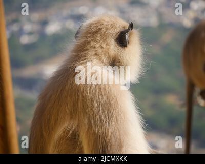 Singe langur gris également connu sous le nom de langurs hanuman relaxant et regardant les gens Banque D'Images