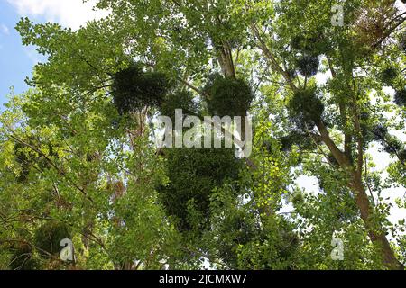 Beaucoup de plantes sémiparasite européennes GUI (viscum album) accrochées dans des arbres hôtes verts - pays-Bas Banque D'Images