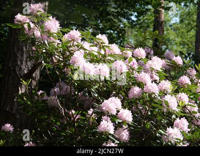 Un beau rhododendron rose clair dans un coin ensoleillé dans une forêt dans l'est des pays-Bas Banque D'Images