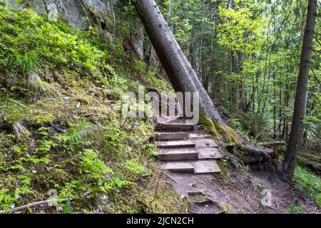 Sentier écologique en bois dans le parc de la Lettonie. Sentier écologique chemin sentiers allées posés dans la forêt. Photo de voyage, personne, mise au point sélective Banque D'Images
