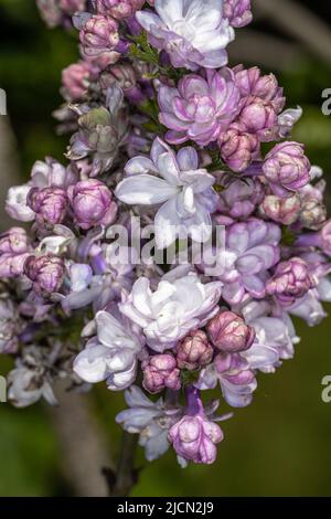 Fleurs de la «Beauté de Moscou» lilas (Syringa vulgaris «Krasavitsa Moskvy») Banque D'Images