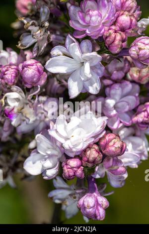 Fleurs de la «Beauté de Moscou» lilas (Syringa vulgaris «Krasavitsa Moskvy») Banque D'Images