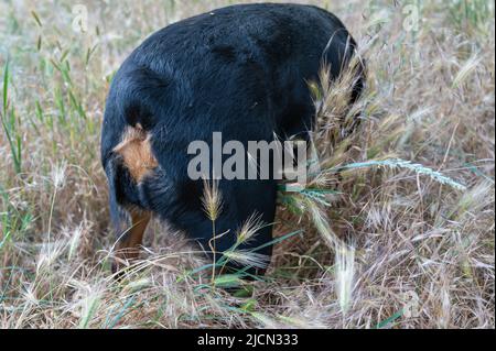 Gros plan sur l'arrière d'un chien Rottweiler, debout au milieu des herbes sauvages. Des épillets séchés d'Hordeum murinum dans les cheveux du chien femelle. Œillets de H Banque D'Images