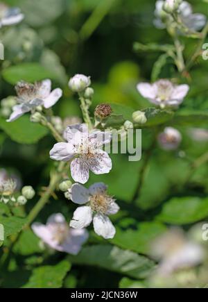 Mûres fleuries, Rubus sectio Rubus Banque D'Images