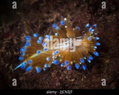 Antiopella cristata, est une limace de mer, une espèce de nudibranche doride. C'est un mollusque gastéropode marin. Banque D'Images