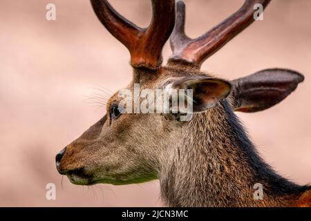 Ce caribou vient de jeter ses peluches. Ces caribous de la toundra appartiennent au genre des rennes. Banque D'Images