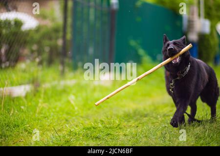 Un beau chien noir de la race German Shepherd court avec un bâton dans ses dents le long de l'herbe verte dans la cour. Le meilleur ami de l'homme, l'homme et le chien. Banque D'Images