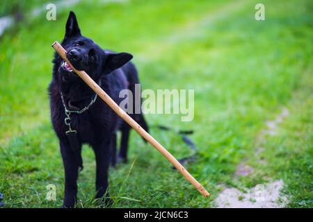 Un beau chien noir de la race German Shepherd court avec un bâton dans ses dents le long de l'herbe verte dans la cour. Le meilleur ami de l'homme, l'homme et le chien. Banque D'Images