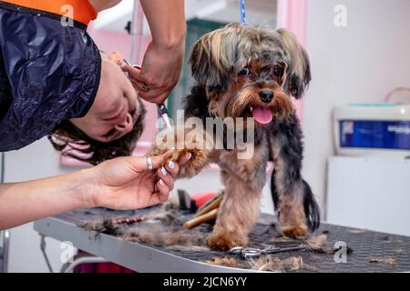 Le Toilettage Du Yorkshire Terrier Coiffure Pour Chiens Photo Stock Alamy