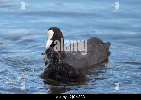 Coot avec deux poussins dans un lac de navigation urbaine Banque D'Images