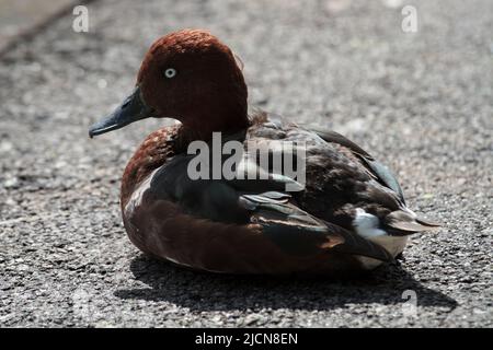 Le Duck rougineux s'assit au soleil sur le côté d'un lac de navigation urbain Banque D'Images