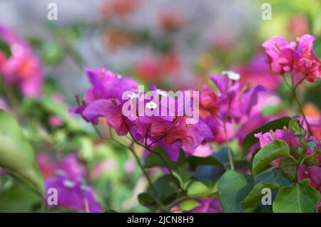 Bractées rose-violet magenta vif et petites fleurs blanches de la plante Bougainvillea spectabilis poussant dans un parc hawaïen. Banque D'Images