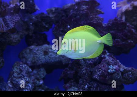 Le tang jaune Zebrasoma flavescens est une espèce de poissons d'eau salée de la famille des Acanthuridae. C'est l'un des poissons d'aquarium marins les plus populaires. Photo de haute qualité Banque D'Images