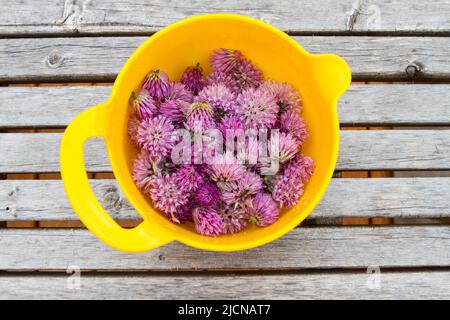 Fleurs de ciboulette fraîchement cueillies en jaune vif bol sur banc en bois. Banque D'Images