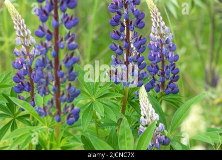 Un bourdon recueille le nectar des fleurs lupin bleues. Faune. Banque D'Images